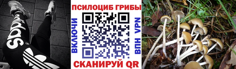 kraken вход  Чехов  Галлюциногенные грибы Psilocybe 